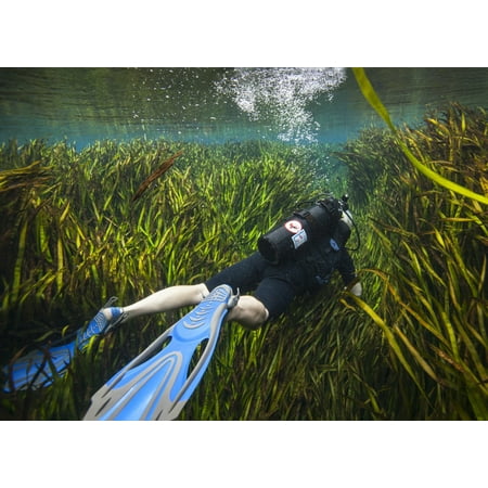 A scuba diver swims through an underwater field of tape grass leading away from the Blue Springs cave in Merritts Mill Pond in Marianna Florida Poster