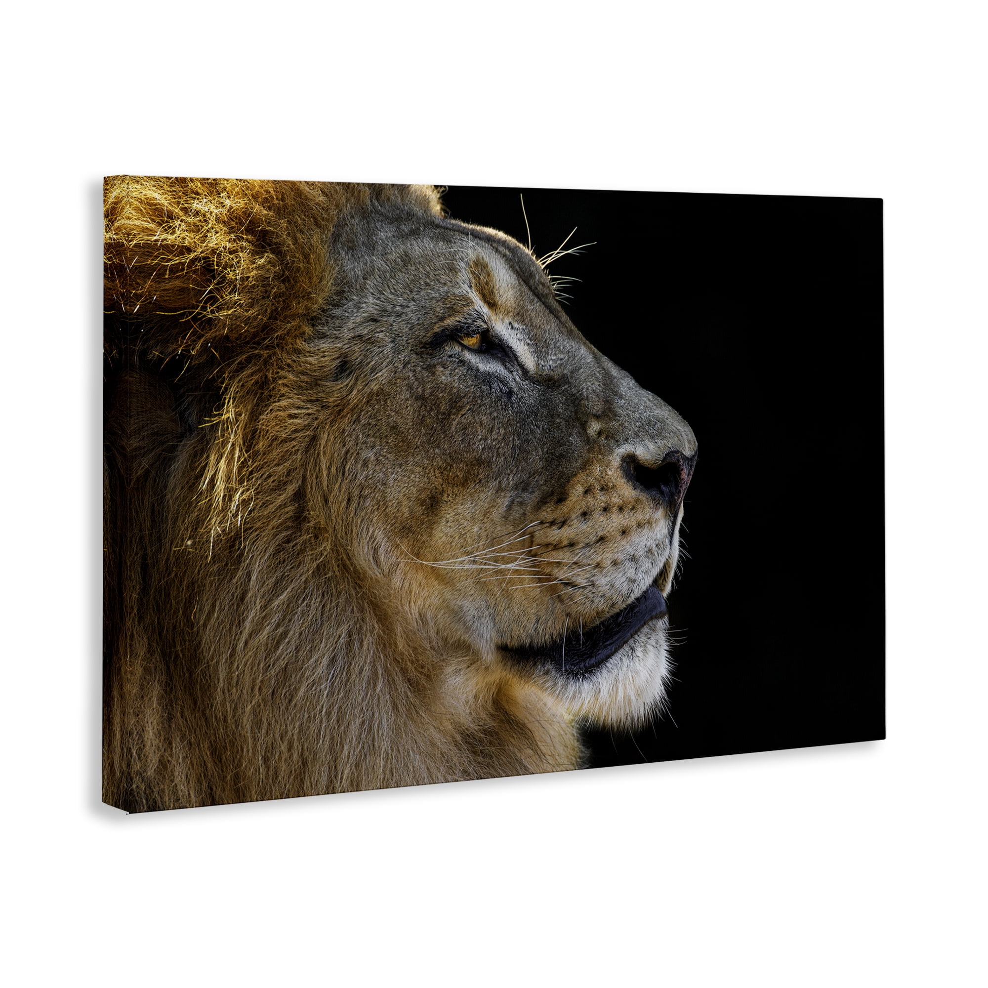 Stupell Industries Fierce Lion Looking Right Animals Photography Wrapped Canvas Art Print Wall Art, 30 x 20
