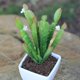 thumbnail image 5 of Paquete de 2 plantas artificiales de Cactus de aspecto Real, Material DIY para decoración del hogar, arreglo floral, 5 of 5