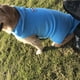 thumbnail image 1 of Ropa para Perros Xihbxyly Liquidación Prime Invierno Polar con Chaleco En Ambos Lados, 1 of 7