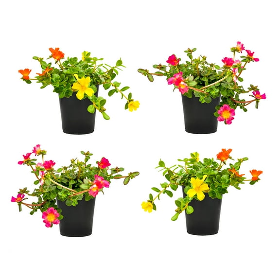 Altman Plants 17" Multi-color Purslane Mix Live Plants Pot (4 Pack)