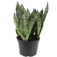 thumbnail image 2 of Gardenera Labs RA Premium Snake Plant Potting Soil Mix, Green Sansevieria Trifascatia Zeylanica Plants, Plant or Re-Pot Your Snake Plant - (4 Quart Bag), (SNAKE-PLANT-4QT), 2 of 5