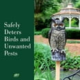 thumbnail image 2 of Dalen Fake Owl Decoy to Scare Birds Away from Gardens, Rooftops, and Patios - Scarecrow Provides Chemical-Free Pest Control - Safe and Humane, 16" Great Horned Owl, 2 of 5