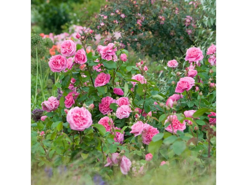 30 Seeds Gertrude Jekyll Climbing Rose Seeds Perennial Non- Mix for Late Winter to Early Spring Planting