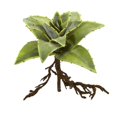 thumbnail image 1 of Nearly Natural 6230-S3 10 Po Succulente Plante Artificielle avec des Racines - Lot de 3, 1 of 1
