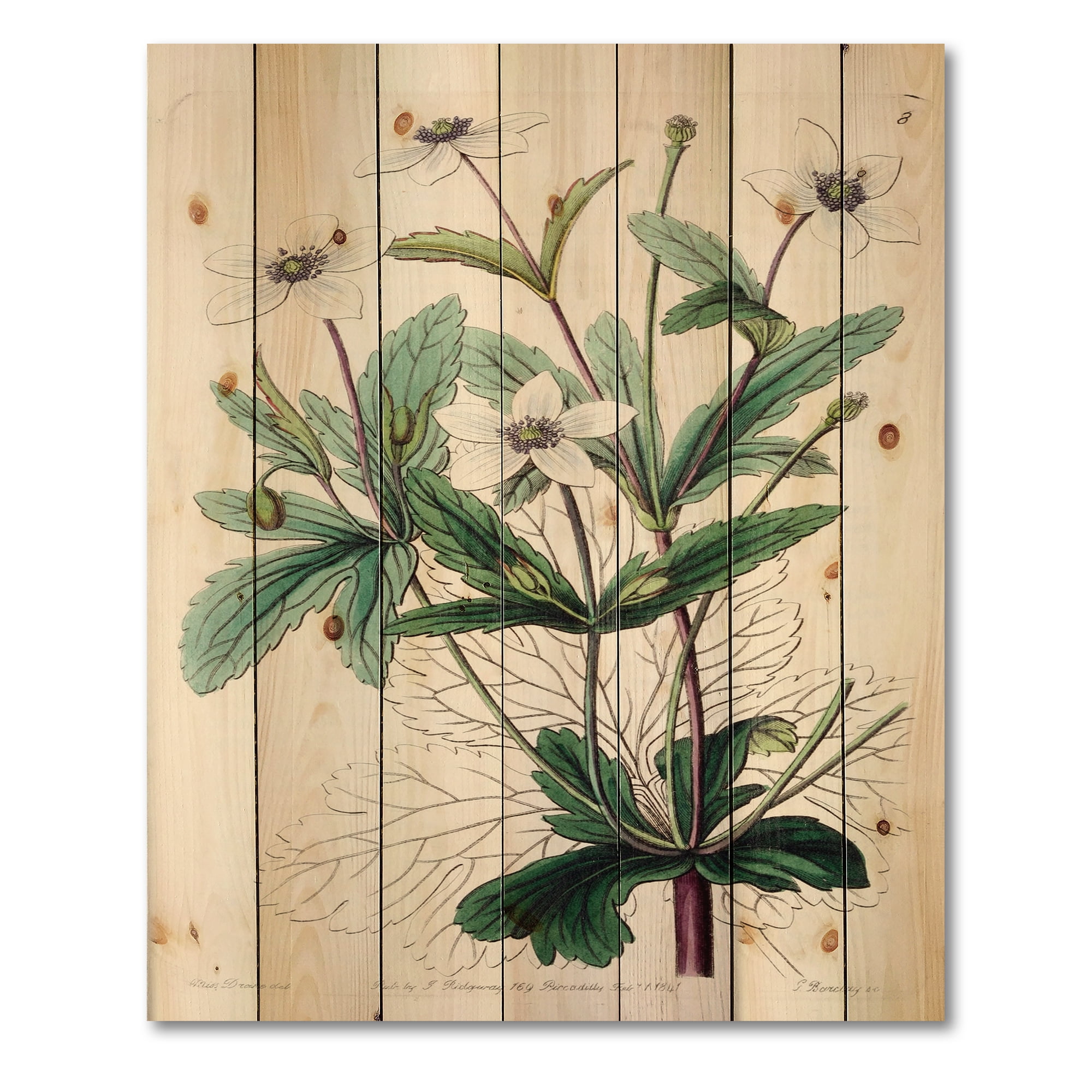 Designart 'Ancient Plant Life XXI' Traditional Print on Natural Pine Wood