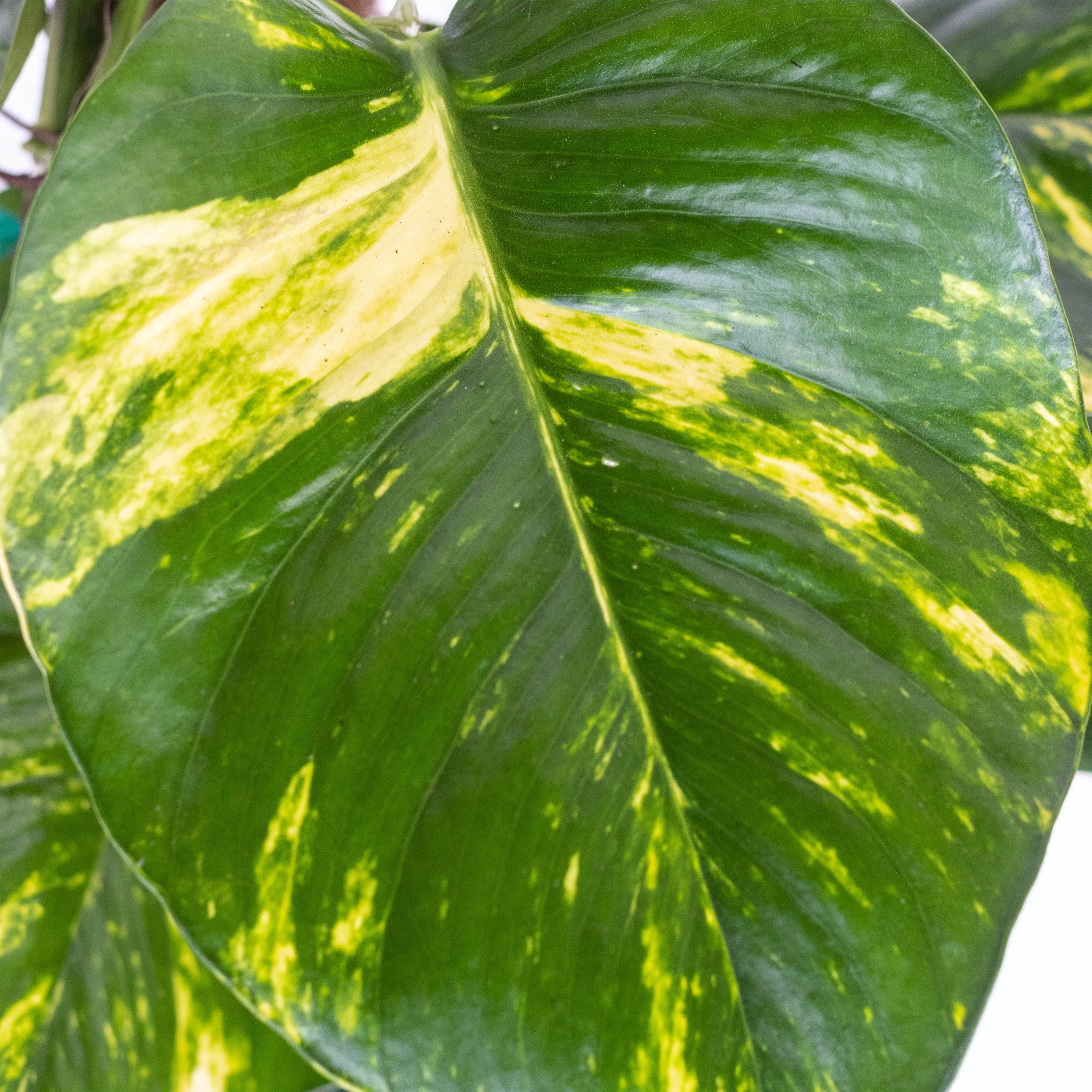 United Nursery Live Golden Pothos Houseplant 12-14in Tall in 6-inch Premium Ecopots White Gray