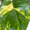 thumbnail image 5 of United Nursery Live Golden Pothos Plant 8-12 inches Tall in 6 inch Grower Pot, Low Indirect Light, 5 of 11
