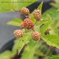 thumbnail image 2 of Ouachita Blackberry Bush in 1 Gal Pot, Thornless Sweet Fruit, 2 of 5