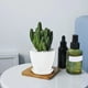 thumbnail image 4 of Macetas de plástico de 8,9 cm con platillos: Macetas modernas para interior y exterior con orificios de drenaje para suculentas,hierbas y cactus, 4 of 6