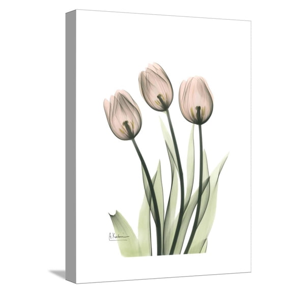 Art.com Soft Tulip Portrait 2 Stretched Canvas Print Wall Art by Albert Koetsier, 12" x 16"