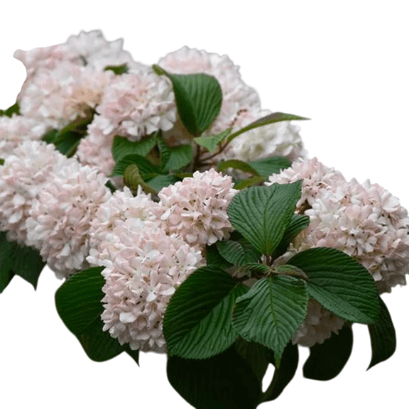 Kern’s Pink Snowball Viburnum Shrub – Large Pink Spring Blooms for Landscape Color
