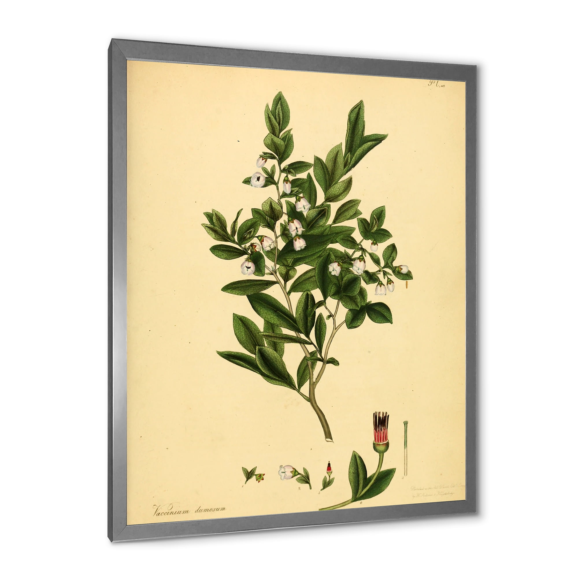 Designart 'Ancient Plant Life XXV' Traditional Framed Art Print
