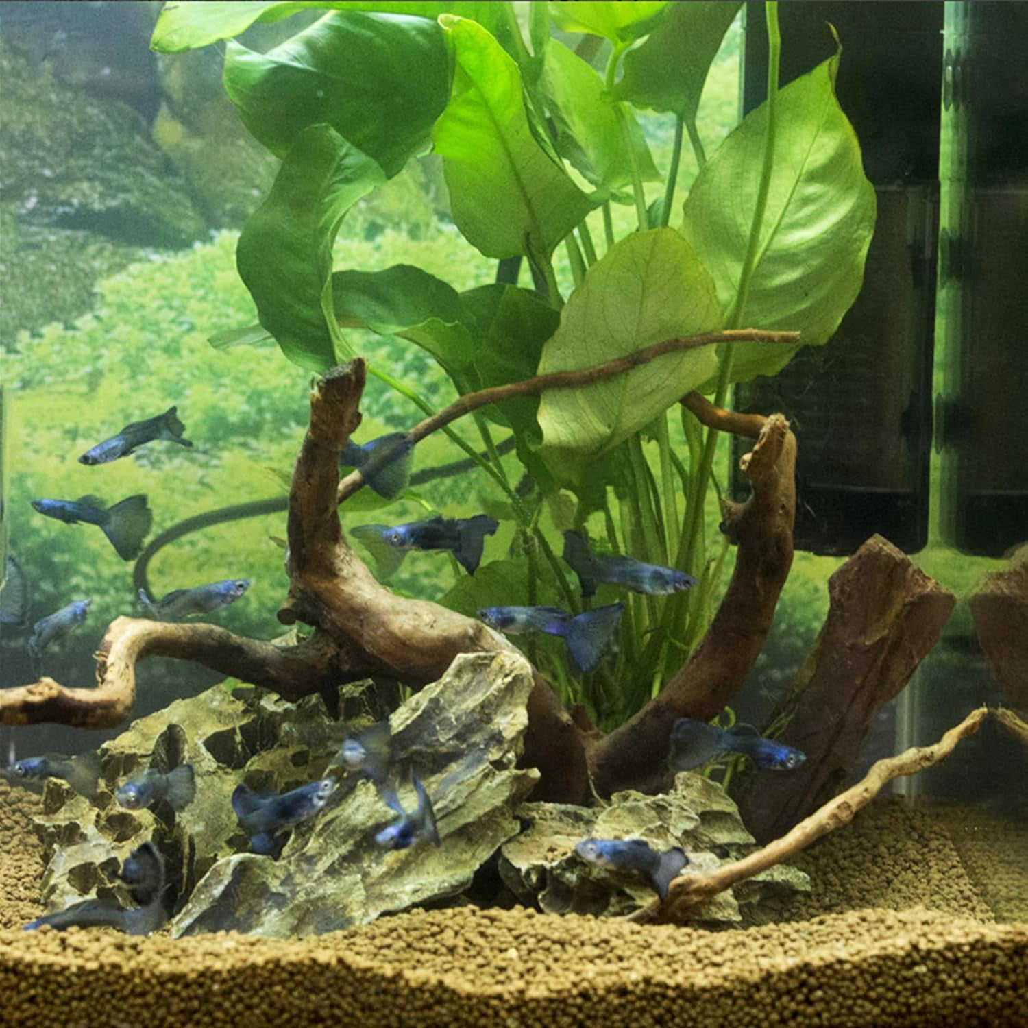 Natural Small Driftwood for Aquarium Decor Fish Tank Decorations, Assorted Spider Wood Branch 2-4.5" 10 Pcs, Reptile Decor