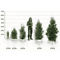 thumbnail image 2 of Thuja Green Giant Trees, 2 of 12