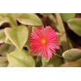 Variegated Baby Sun Rose Live Plants Aptenia Cordifolia Variegata
