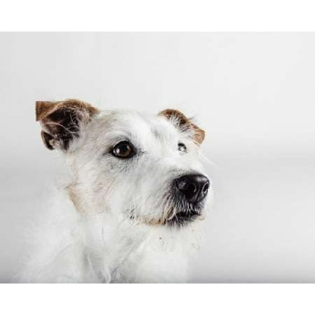 Spike Zuck Stretched Canvas - Susan Sabo (24 x 30)
