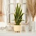 thumbnail image 3 of Nearly Natural 9774 27 in. Sansevieria Artificial Plant in Designer Bowl, 3 of 3