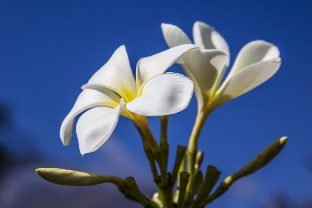 Close-up of white plumeria flower against a blue sky; Maui, Hawaii, United  States of America Poster Print by Jenna Szerlag / Design Pics - -  