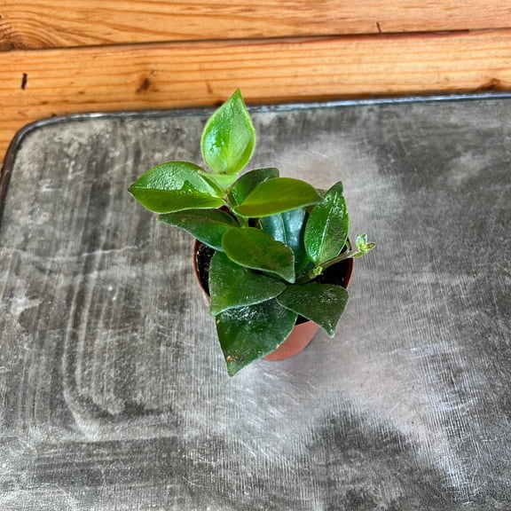 Aeschynanthus Lipstick Mona Lisa, 2" Plant, The Plant Farm
