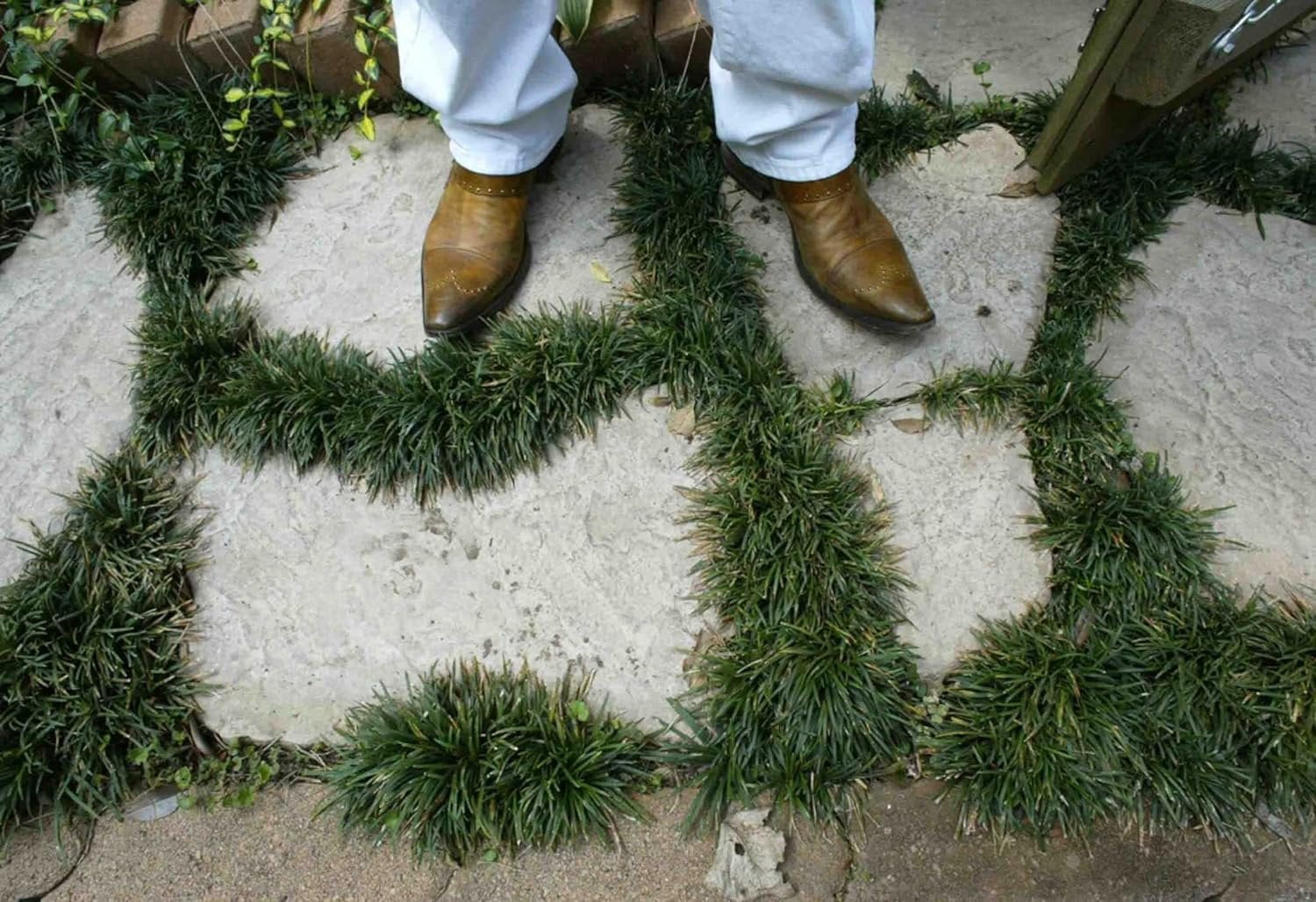 Dwarf Mondo Grass Plants  200 Live Bare Root Pips  Ophiopogon Japonicus Nanus  Perfect for Ground Cover & Borders  Hardy & Low Maintenance