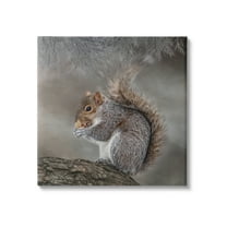 Stupell Woodland Wildlife Squirrel Photography Animals & Insects Photography Gallery Wrapped Canvas Print Wall Art