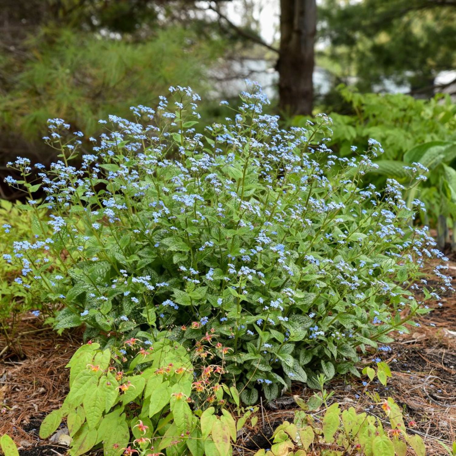 Proven Winners 5" 'Queen of Hearts' Heartleaf Brunnera Live Plant in 4.5" Pot (4 Count)