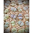 thumbnail image 7 of Micro Landscape Design 2 lb (1.5 Quarts) Gritty Mix Pumice Based / Excellent Soil-less Potting Medium / Perfect Potting Soil for Lithops Succulent, 7 of 7