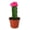 Pink, variant on Red Puff Euphorbia Cactus - 1 Live Starter Plant - Grafted Euphorbia Trigona - Colorful Architectural Crowned Cactus Succulent