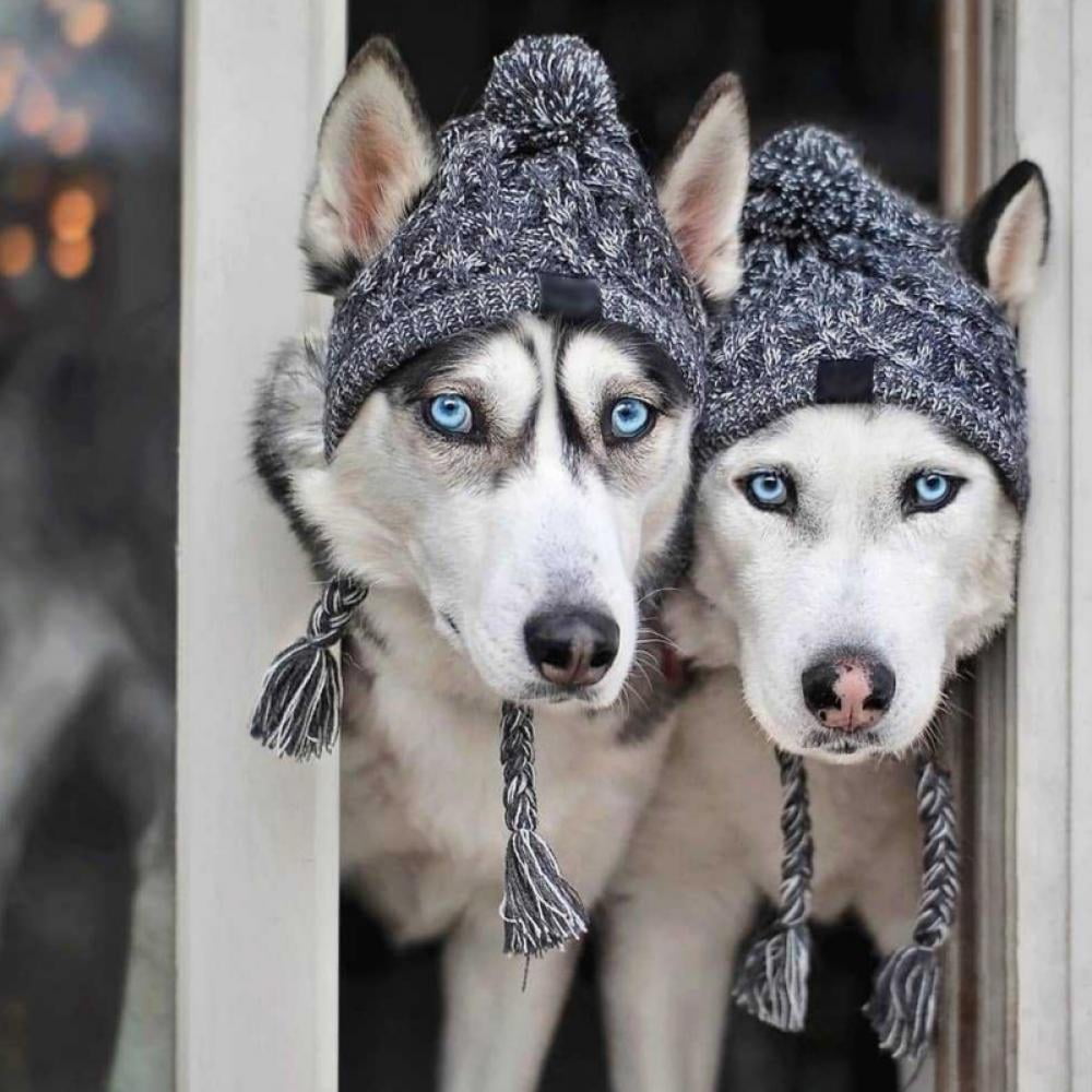 Walmart hotsell dog hats