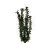 Plantastics Plus Green Cabomba, 18"