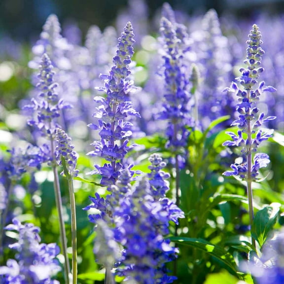 Hyssop Seed - Blue Hyssopus Officinalis Herb Seeds - 2000 Seeds