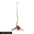 thumbnail image 4 of Pixie Crunch Apple Standard Dormant Bare Root Starter Fruit Tree (1-Pack), 4 of 4
