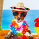 thumbnail image 4 of Jumpingount Sombreros de paja mexicanos, 5 uds., gorros de paja Natural a prueba de polvo, hermosos suministros para perros, sombrero para el sol, Sombreros, 4 of 6