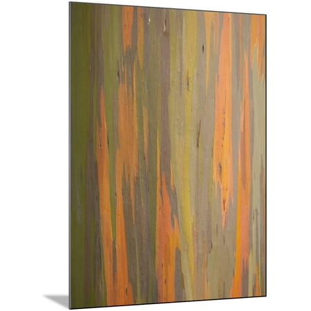 Rainbow Eucalyptus Tree Bark Wood Mounted Print Wall Art By Lew Rainbow Eucalyptus Tree Bark Wood Mounted Print Wall Art By Lew Robertson