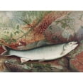 thumbnail image 2 of Kilbourne, Samuel 32x25 Black Ornate Wood Framed with Double Matting Museum Art Print Titled - Lake Trout, 2 of 4