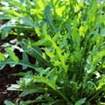 thumbnail image 6 of Purely Organic Products Purely Organic Heirloom Arugula Seeds (Slow Bolt) - Approx 500 Seeds, 6 of 6