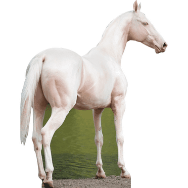 SP13118 Akhal - Teke Golden Horse Stallion Cardboard Cutout Standee Standup