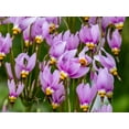 thumbnail image 2 of 25 MIDLAND SHOOTING STAR (Flamingo Flower / Birds Bills / Prairie Pointer) Dodecatheon Meadia Flower Seeds, 2 of 10