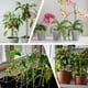 thumbnail image 5 of 12 estacas de soporte para plantas, estacas ajustables de un solo tallo de 17.7 pulgadas con clip y tubo de conexión para orquídea, rosa, tomate, 5 of 6