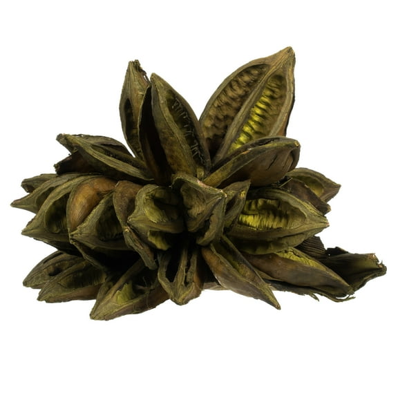 Vickerman 6" Basil Star Pod, 1 piece, Dried