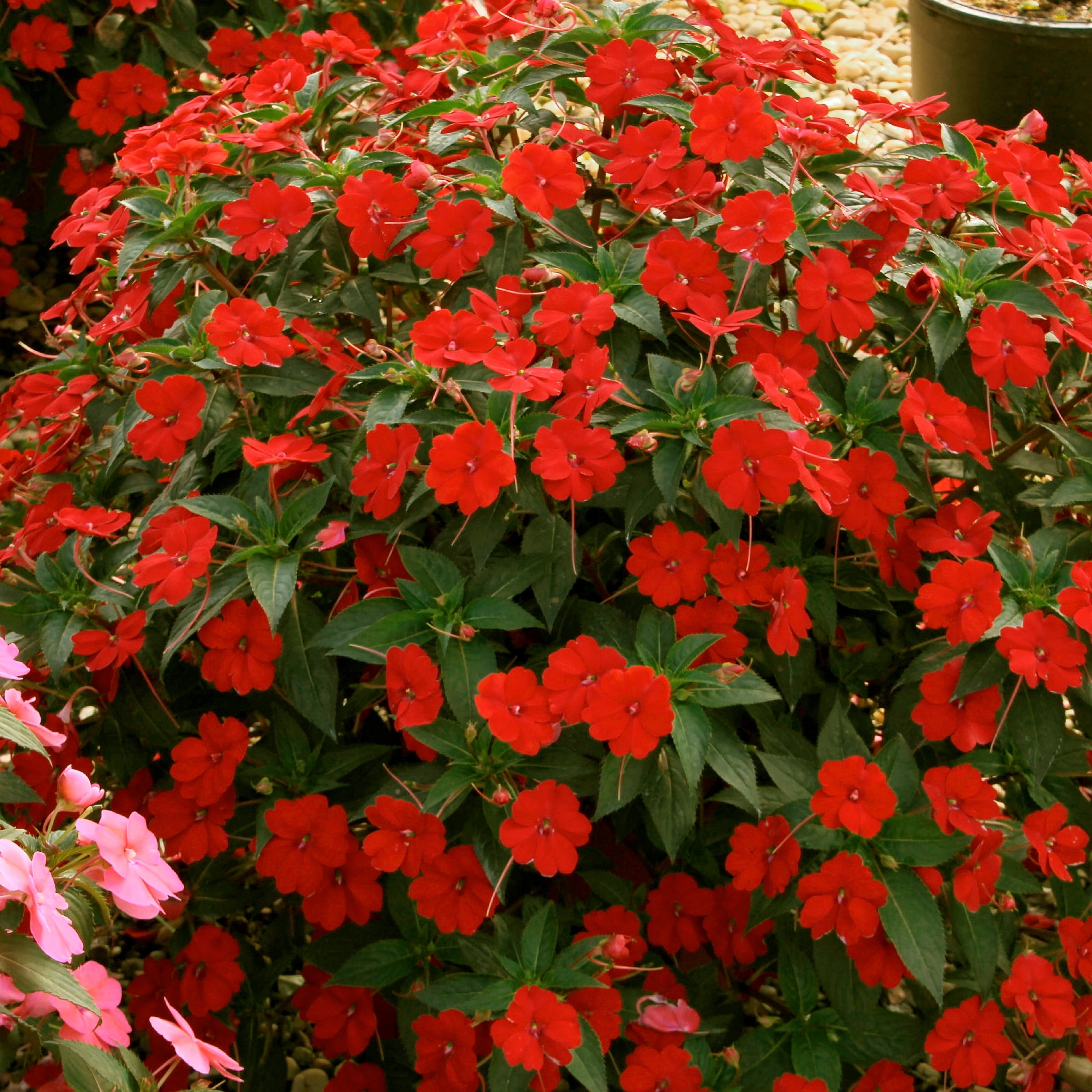 2.5 in. Impatiens Fireball SunPatiens Collection (3-Pack)