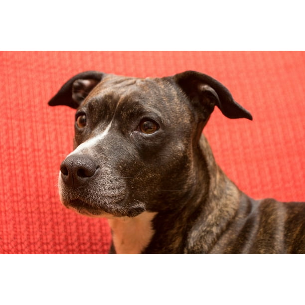 Amstaff American Staffordshire Terrier Portrait Dog 20 Inch By 30 Inch Laminated Poster With Bright Colors And Vivid Imagery Fits Perfectly In Many Attractive Frames Walmart Com Walmart Com