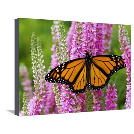 Monarch Butterfly (Danaus Plexippus) Nectaring on Speedwell Plant (Veronica Officinalis) in Flower Stretched Canvas Print Wall Art By Don