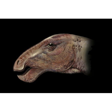 - Protohadros portrait Protohadros is the earliest and most primitive hadrosaur from Texas Poster Print