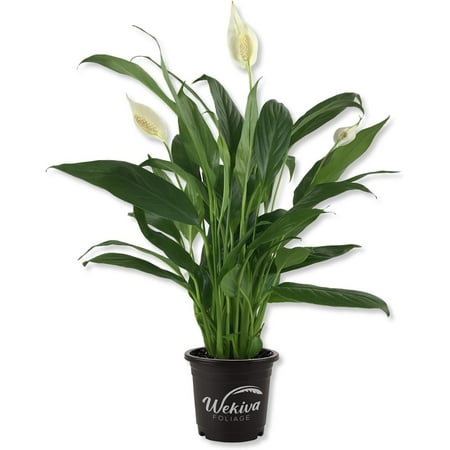 Spathiphyllum Peace Lily - Live Starter Plant in a 4 Inch Pot - Spathiphyllum - Elegant Low Maintenance Air Purifying Indoor Houseplant
