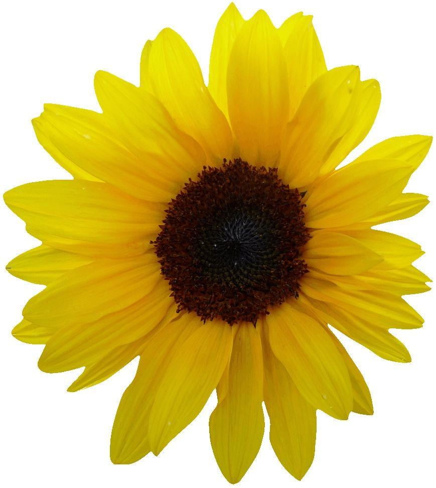 Hollis Yellow Sunflower Wall Decal Cutout