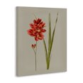 thumbnail image 3 of Stupell Industries Transitional Red Traditional Botanical Canvas Art, 16 x 20, by Vision Studio, 3 of 8