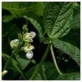 thumbnail image 2 of Everwilde Farms Burpee Stringles Green Bush Bean Plant Seeds, 2 of 2