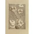 thumbnail image 3 of Alfred Henry Forrester 14x18 Black Modern Framed Museum Art Print Titled - Grapes and Vine-Leaves (1845-70), 3 of 5